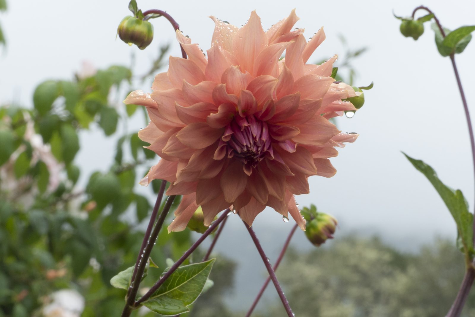 Divine Dahlia And Other Flowers — Dahlia