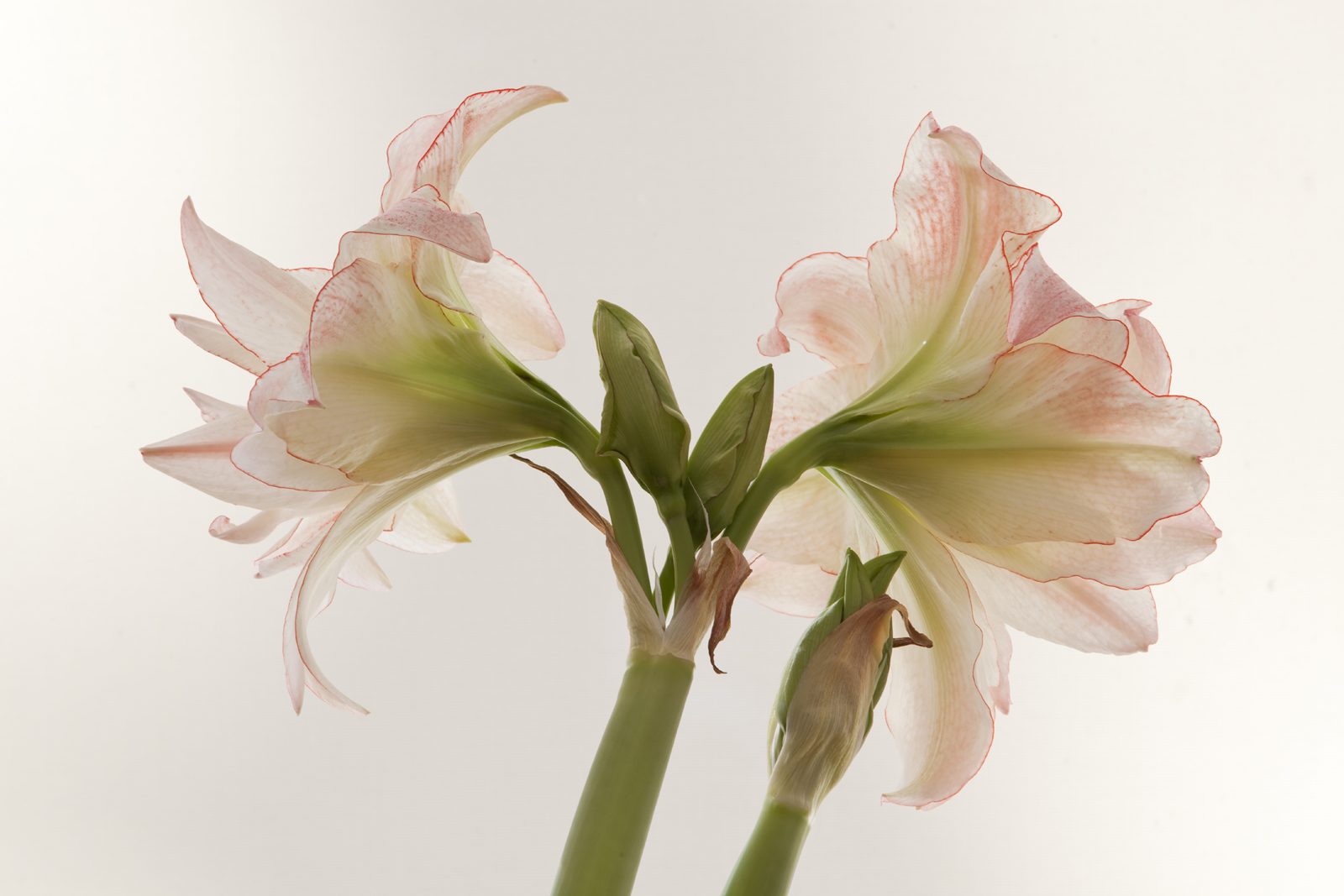 Divine Dahlia And Other Flowers — Amarylis Aphrodite