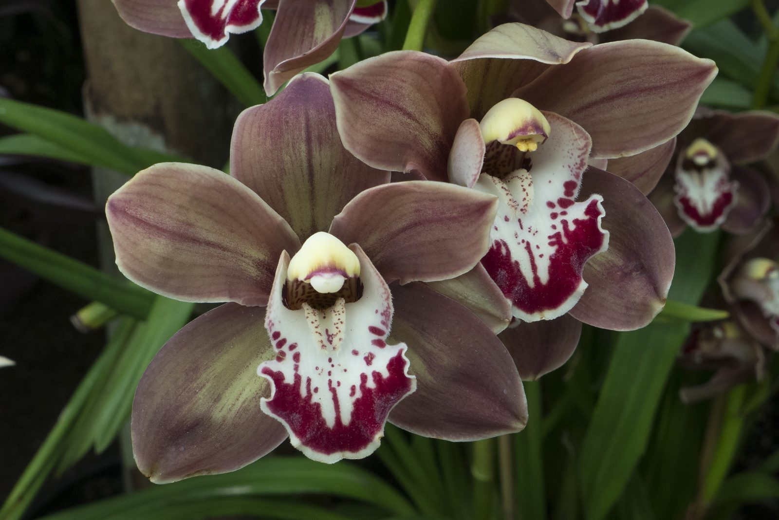 Divine Dahlia And Other Flowers — Orchids
