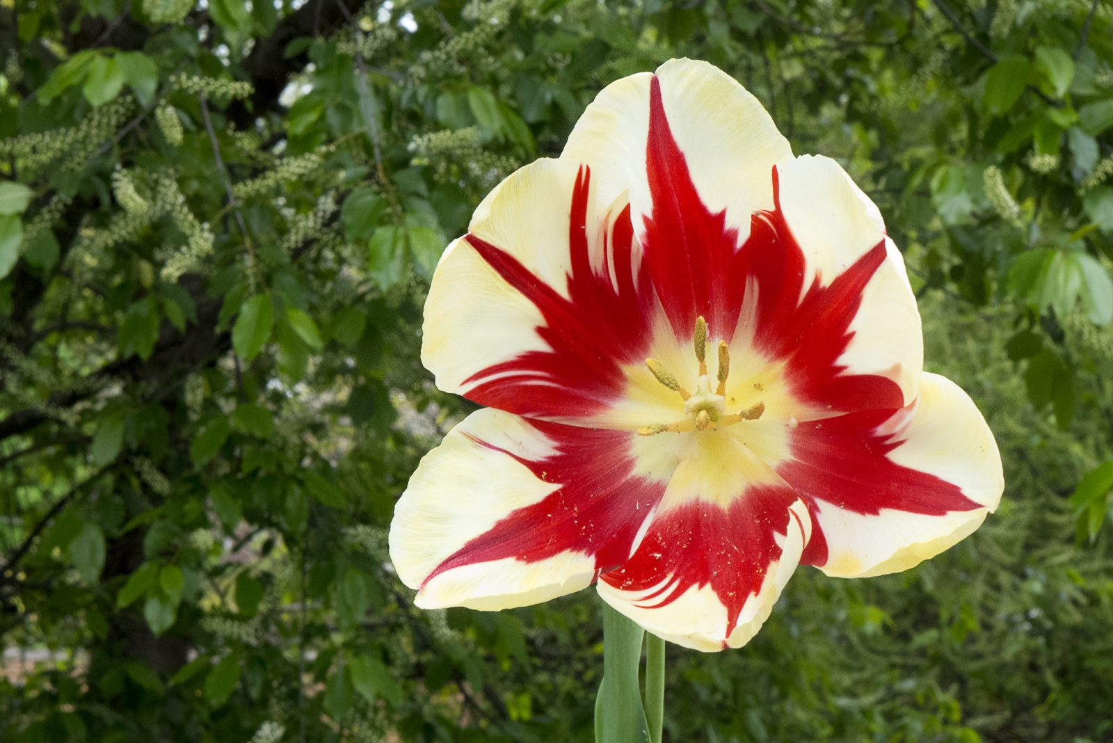 Divine Dahlia And Other Flowers — Tulips