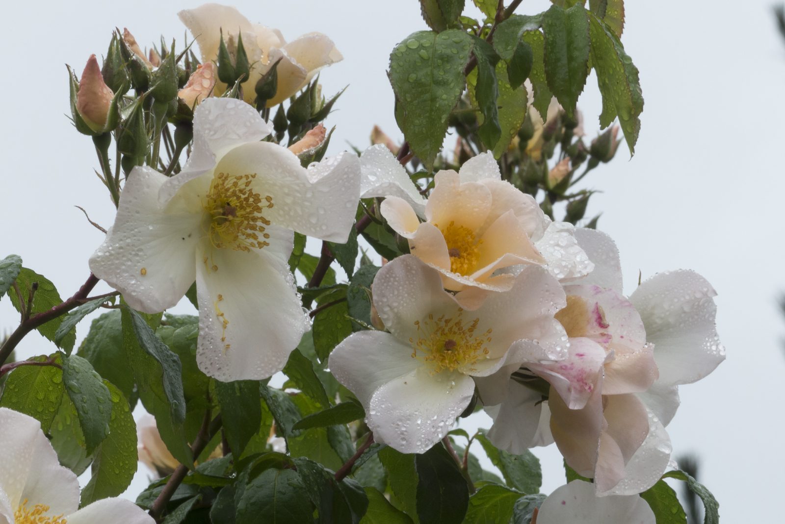 Divine Dahlia And Other Flowers — Roses