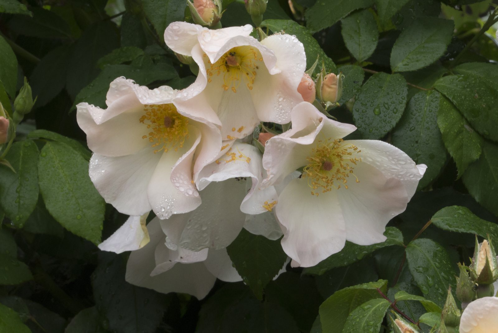 Divine Dahlia And Other Flowers — Roses
