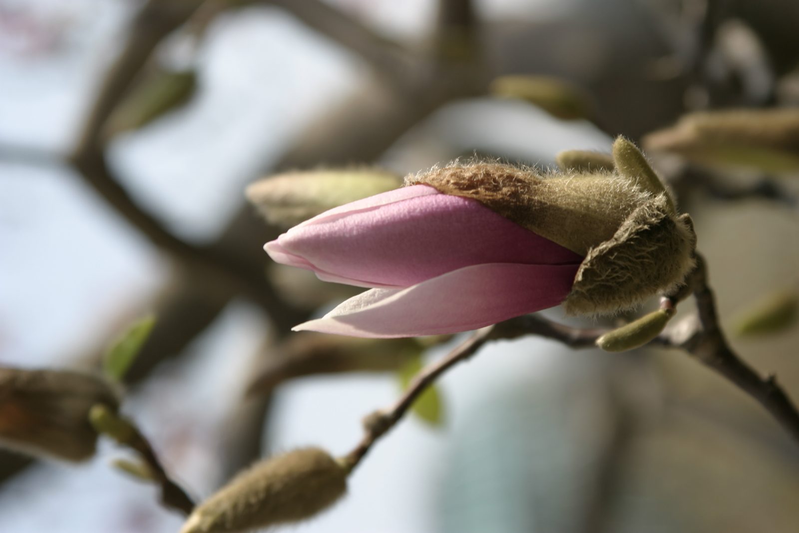 Divine Dahlia And Other Flowers — Magnolia