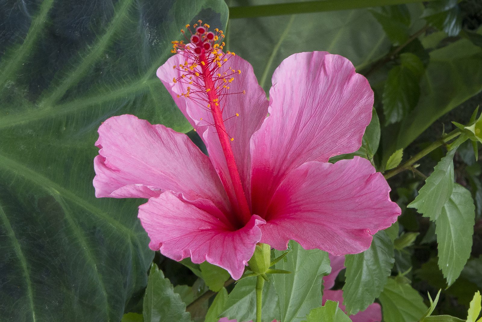 Divine Dahlia And Other Flowers — Hibiscus