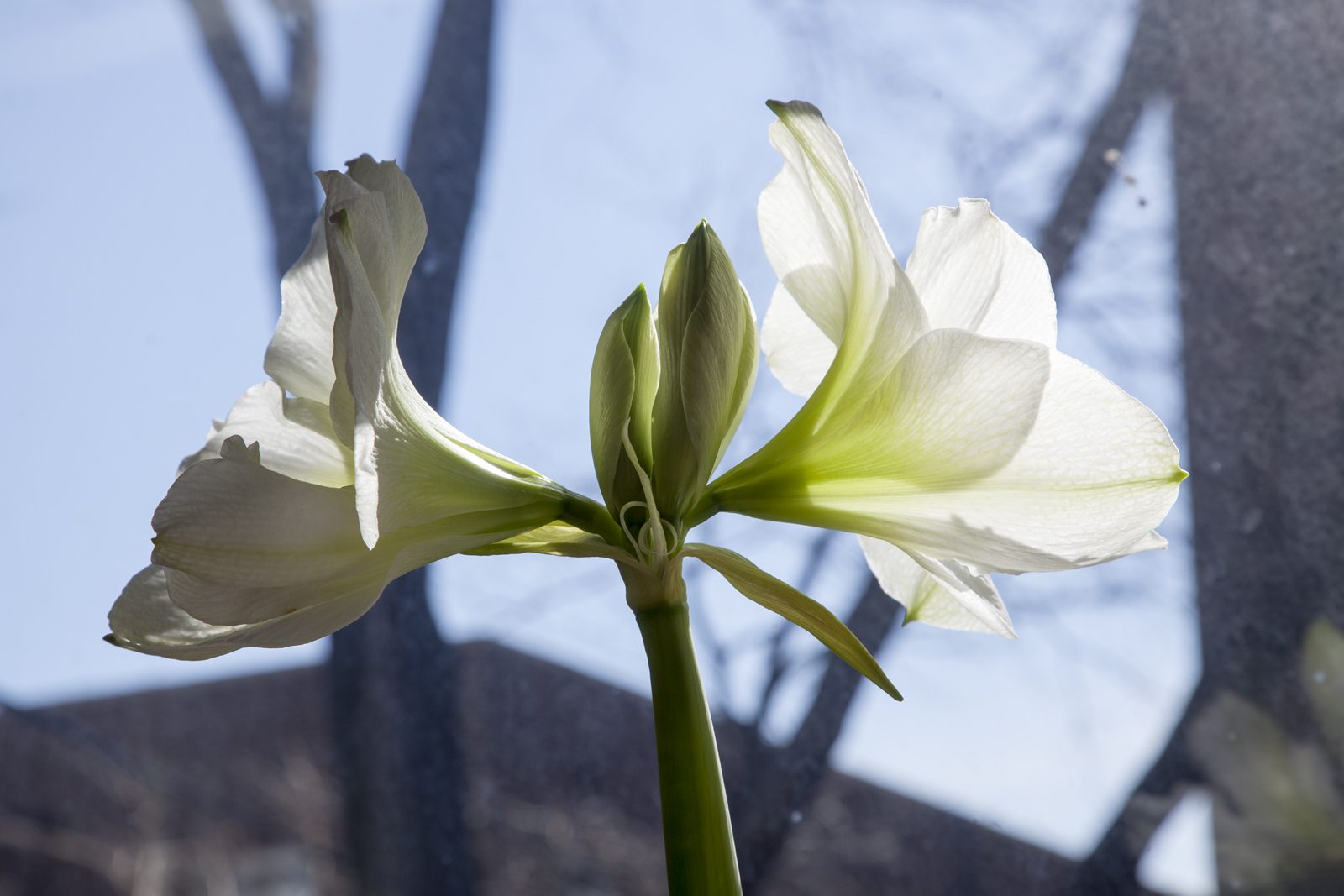 Divine Dahlia And Other Flowers — Amaryliss