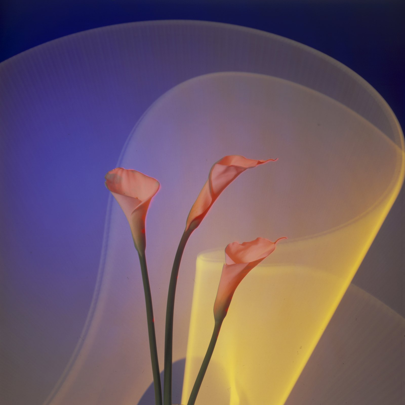 Light Drawings — Calla