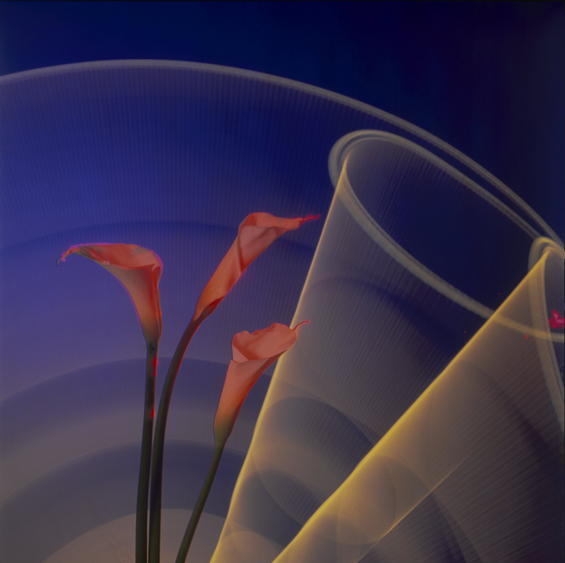 Calla-Lily