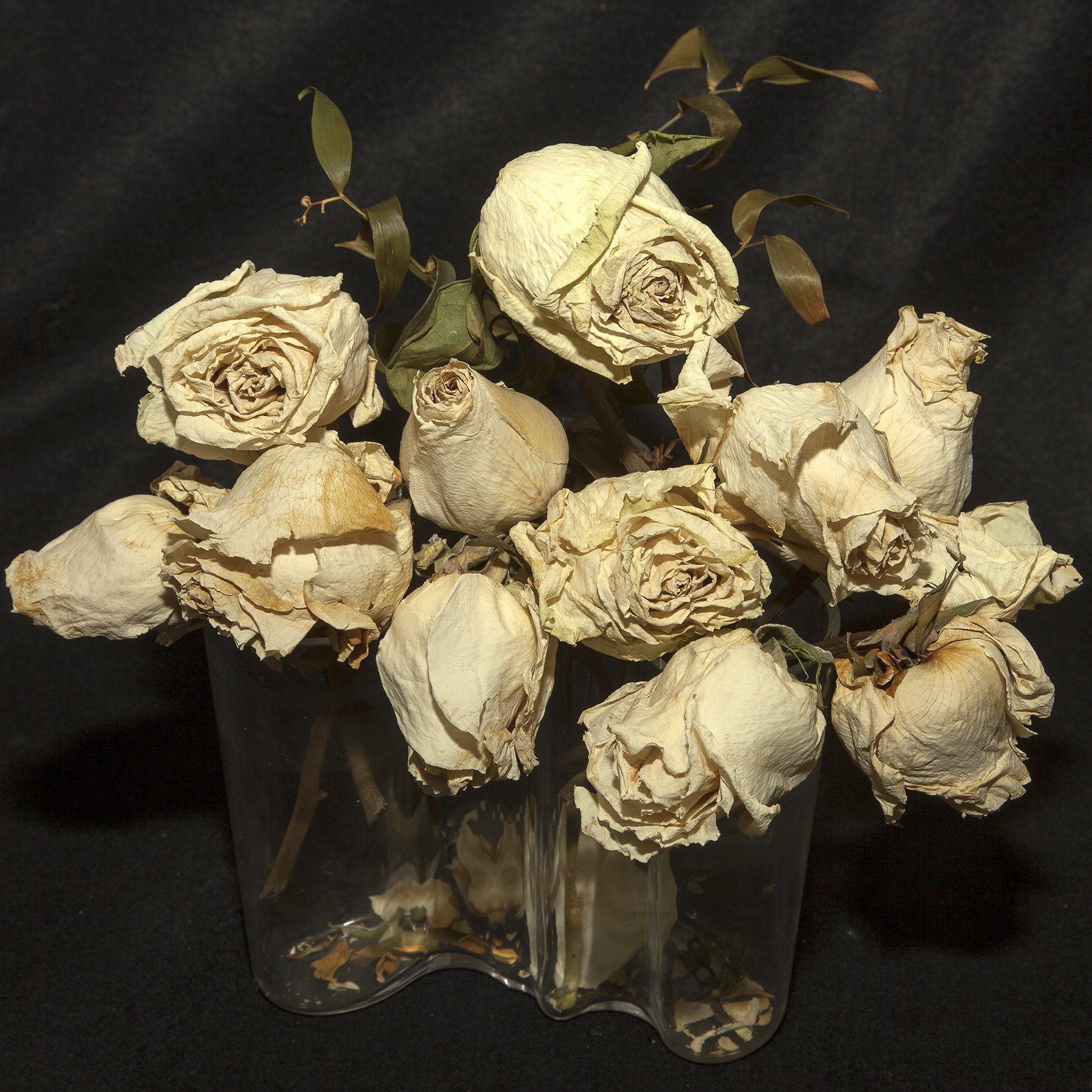 ELEGY, DEAD ROSES