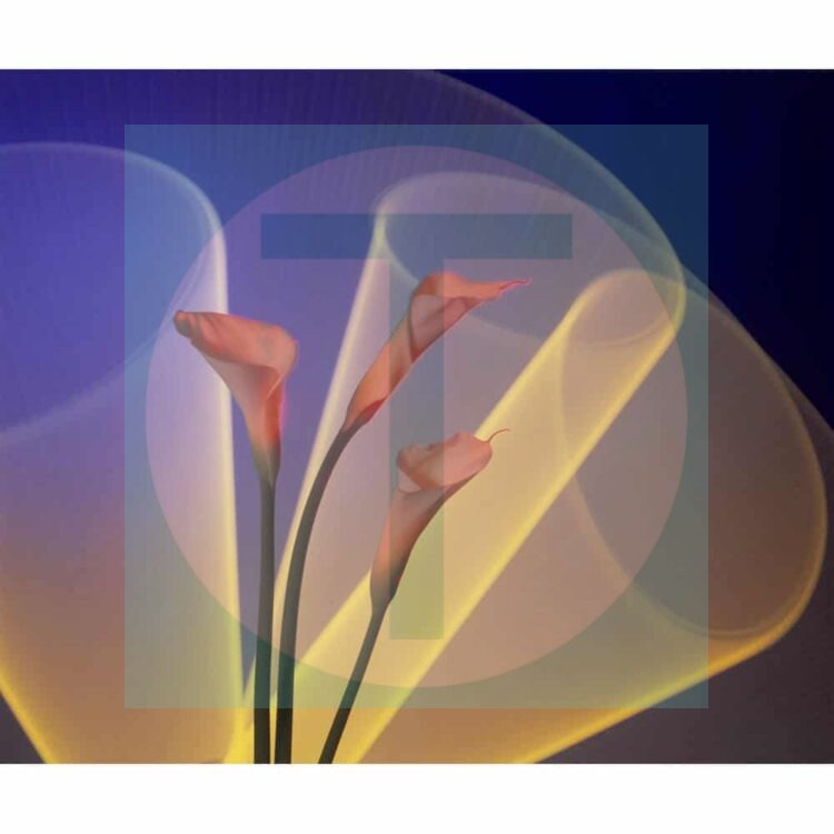 Calla Lilly