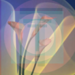 trix rosen calla lily light drawing