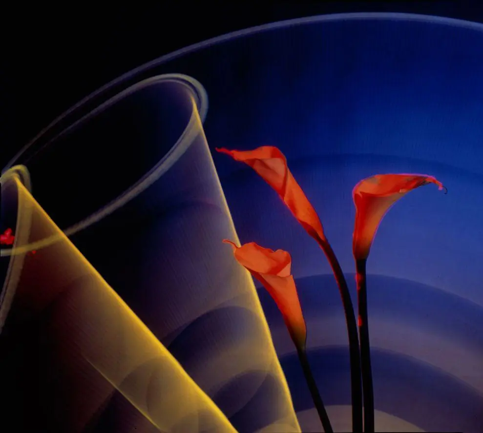 Calla Lily 1