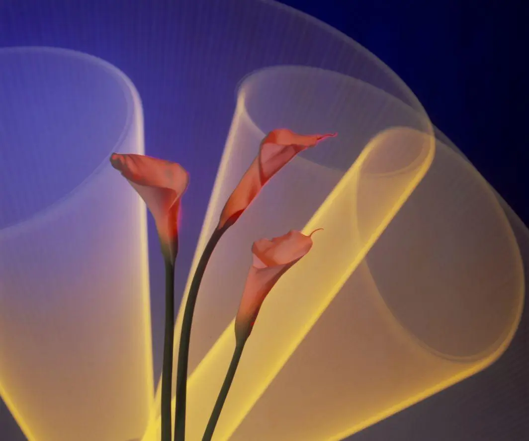 Calla Lily 2