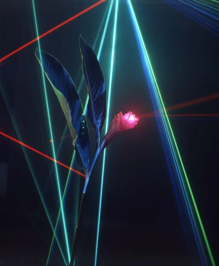 Laser Jungle